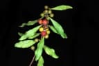Euclea divinorum