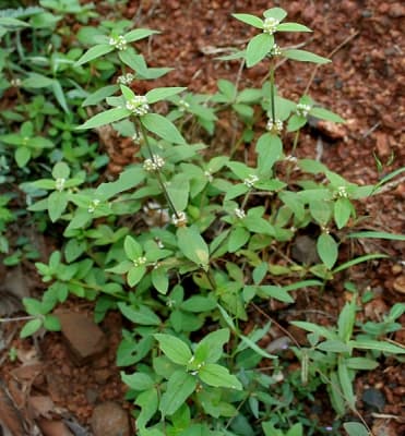 Spermacoce ocymoides