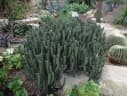 Euphorbia polyacantha