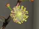 Codiaeum variegatum