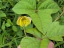 Vigna trilobata