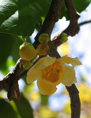 Eschweilera coriacea