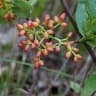 Neea theifera