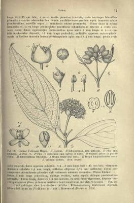 Cornus volkensii