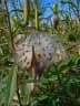 Asclepias curassavica
