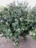 Acokanthera oblongifolia