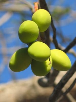 Simarouba versicolor