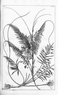 Calamus pisicarpus
