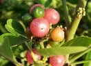 Glycosmis parviflora