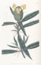 Barleria lupulina