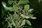 Exocarpos latifolius