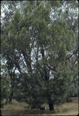 Allocasuarina littoralis
