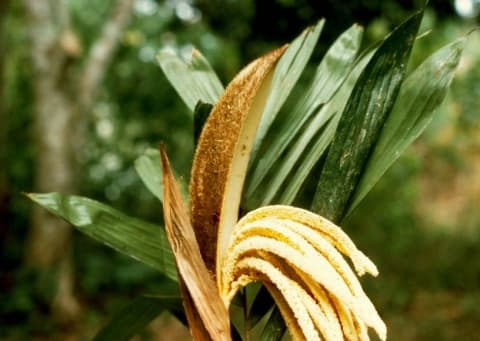 Bactris coloniata