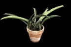 Sansevieria senegambica