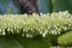 Hedyosmum mexicanum