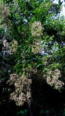 Sparattanthelium botocudorum