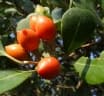 Mimusops caffra