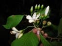Dipterocarpus tempehes