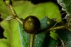 Strychnos phaeotricha