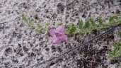 Dicerocaryum eriocarpum