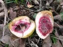 Ficus punctata