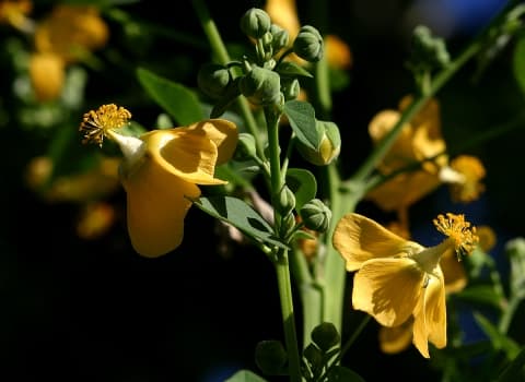 Abutilon angulatum