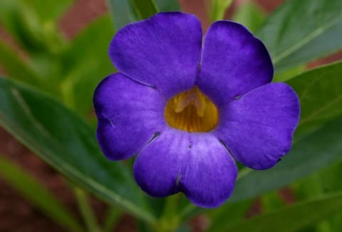 Thunbergia lancifolia