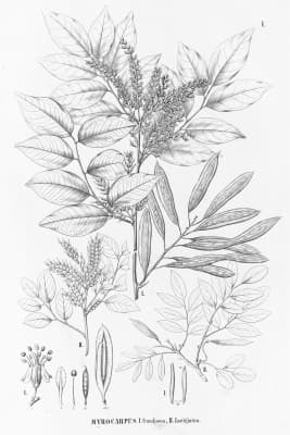 Myrocarpus fastigiatus