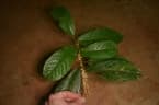 Antidesma laciniatum