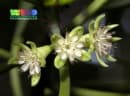 Bruguiera cylindrica
