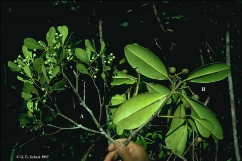 Calophyllum verticillatum