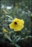 Hibiscus panduriformis