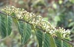 Psydrax subcordata