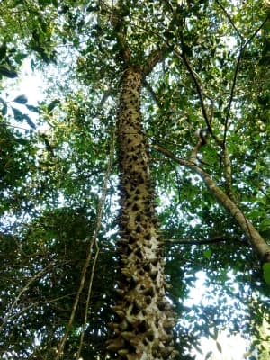 Zanthoxylum davyi