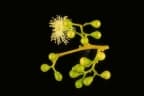 Corymbia papuana