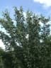 Cnidoscolus quercifolius