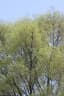 Ulmus mexicana