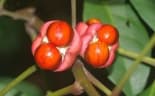 Synoum glandulosum