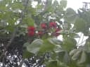 Erythrina tholloniana