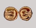 Anamirta cocculus