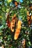 Erythrophleum africanum