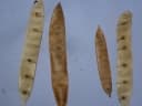 Albizia adinocephala
