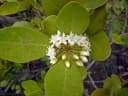 Aegiceras corniculatum
