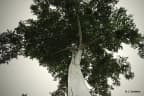 Antiaris toxicaria