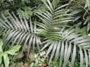 Chamaedorea pinnatifrons