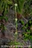 Spermacoce verticillata