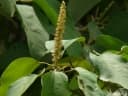 Mallotus philippensis