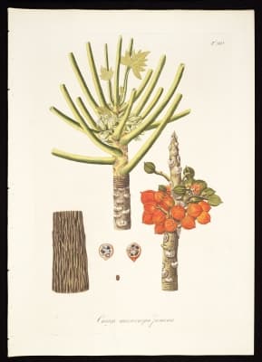 Vasconcellea microcarpa