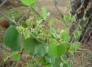 Cissampelos mucronata
