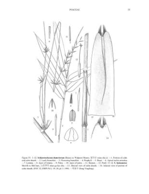 Schizostachyum dumetorum